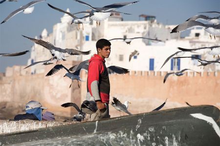 morocco-gulls.jpg